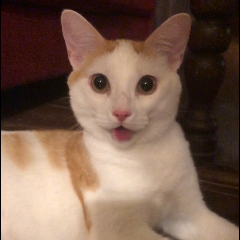 Meet your Posher, Andrea